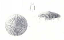 Aequorea pleuronota [= Zygocanna pleuronota], scan of illustration of Pron & Lesueur