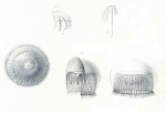Aequorea allantophora [=Aequorea forskalea], scan of illustrations of Péron & Lesueur