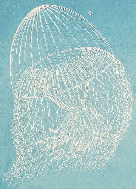 Zygocannula diploconus, from Haeckel (1879)