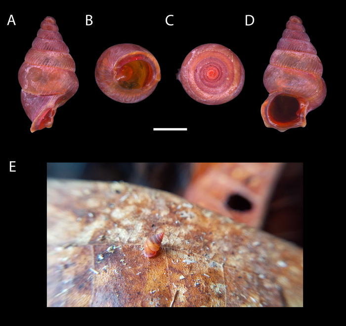 Diplommatina azlani 