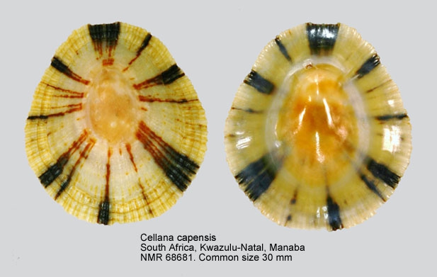 Cellana capensis