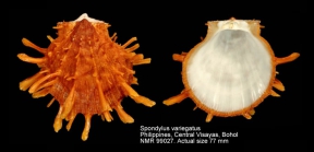 Spondylus variegatus