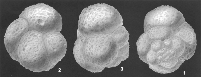 Trochammina xishaensis (Zhang) identified specimen