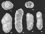 Karreriella pseudowrighti Loeblich & Tappan Holotype and Paratype specimens