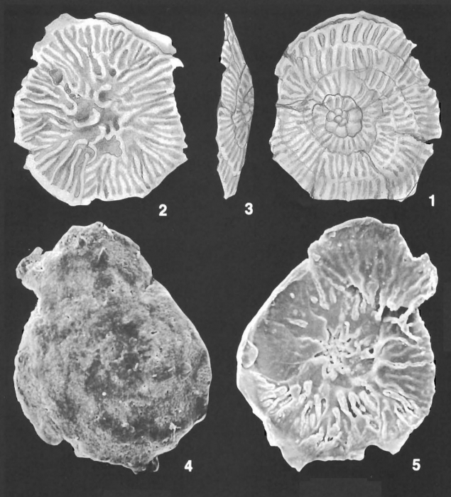 Septotrochammina gonzalezi (Seiglie) identified specimens Septotrochammina gonzalezi (Seiglie) identified specimens