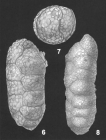 Ruakituria magdaliformis (Schwager) identified specimens