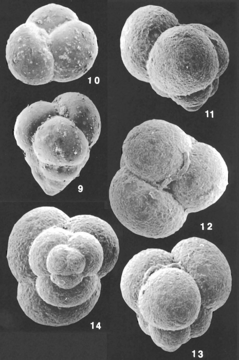 Eggerella bradyi (Cushman) identified specimens