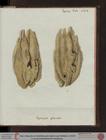Spongia plicata Esper, 1806