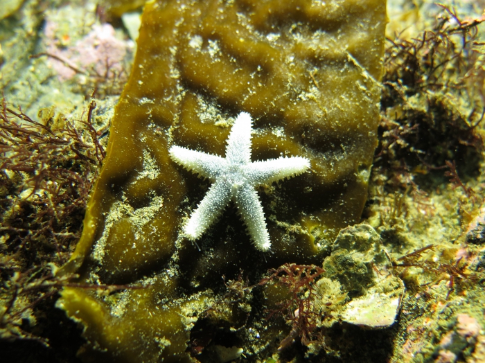 Anasterias antarctica