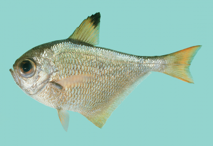 Pempheris convexa