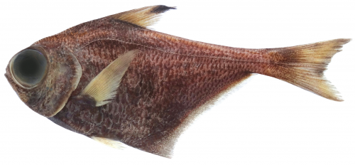 Pempheris darvelli