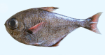 Pempheris eatoni