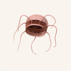 Cunoctona obscura from Vanhfen (1908) now known as Aeginura grimaldii (Maas 1904)