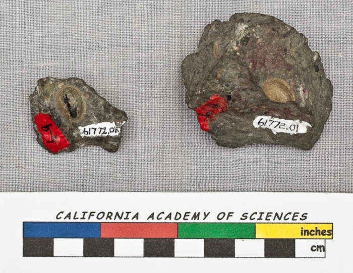 Haliotis lomaensis, type material, CAS 61772