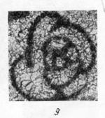 Endothyra glomiformis Lipina, 1948