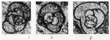 Endothyra glomiformis Lipina, 1948 Endothyra glomiformis Lipina, 1948