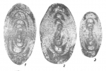 Chromista - Foraminifera (foraminifers)