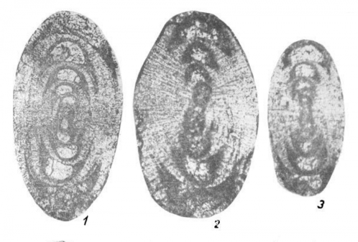 Uralodiscus librovichi Malakhova, 1973 Uralodiscus librovichi Malakhova, 1973