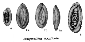 Eosigmoilina explicata Ganelina in Kiparisova et al., 1956