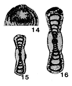 Pseudovidalina ornata Sosnina, 1978 Pseudovidalina ornata Sosnina, 1978
