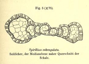 Spirillina subangulata Möller, 1879 Spirillina subangulata Möller, 1879
