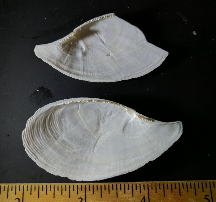 Yoldia Cooperii Yoldia Cooperii