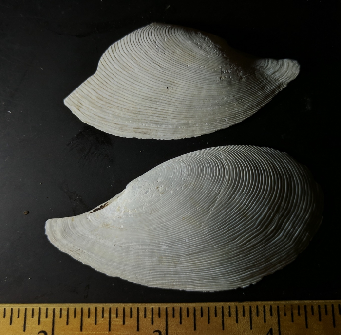 Yoldia Cooperii Yoldia Cooperii