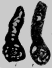 Glomospiroides fursenkoi Reitlinger, 1950