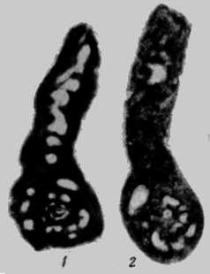 Glomospiroides fursenkoi Reitlinger, 1950 Glomospiroides fursenkoi Reitlinger, 1950