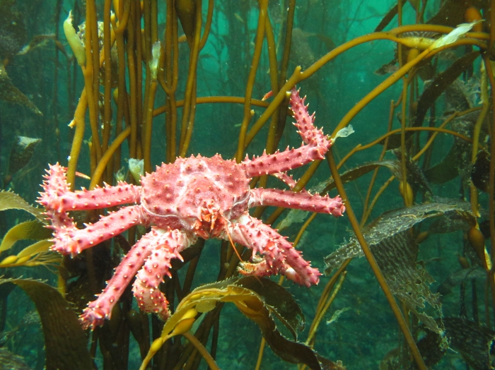 Lithodes santolla in the Beagle Channel - Tierra del Fuego - Argentina