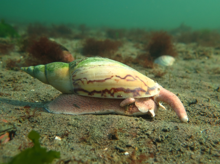 Adelomelon ancilla in the Beagle Channel