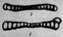 Ammodiscus tenuissimus Reitlinger, 1950 Ammodiscus tenuissimus Reitlinger, 1950