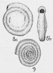 Hemigordius harltoni Cushman & Waters, 1928