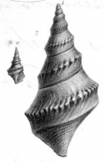 Rostellaria subpunctata von Münster in Goldfuss, 1844, pl. 169, fig. 7a, b 