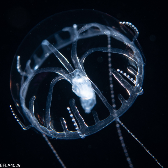 Geryonia proboscidalis, juvenile; Florida, western Atlantic Ocean Geryonia proboscidalis, juvenile; Florida, western Atlantic Ocean