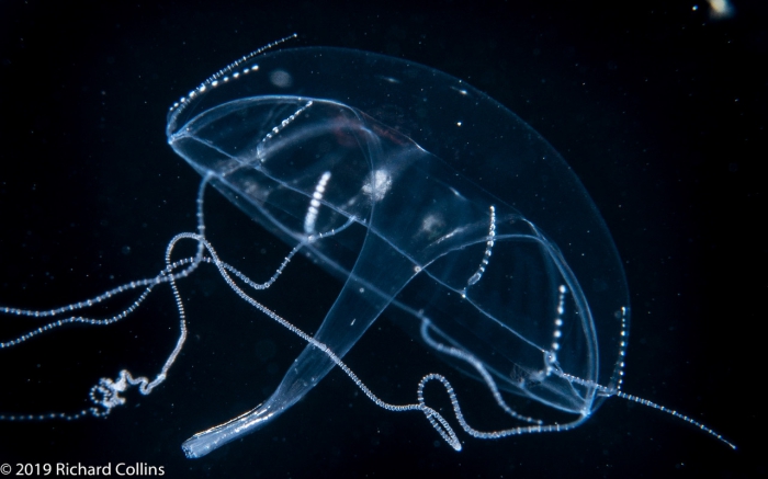 Geryonia proboscidalis, immature; Florida, western Atlantic Ocean Geryonia proboscidalis, immature; Florida, western Atlantic Ocean
