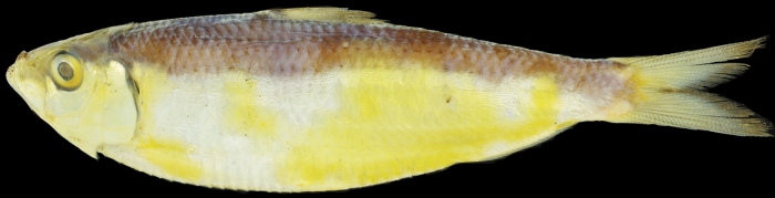 Sardinella pacifica Sardinella pacifica