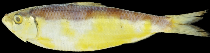 Sardinella pacifica