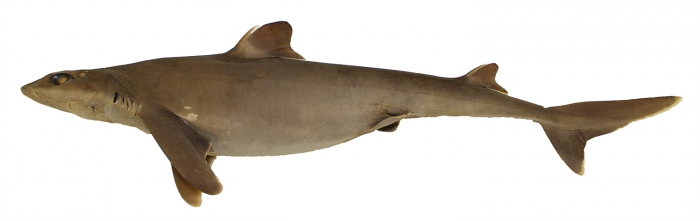 Squalus hawaiiensis Daly-Engel, Koch, Anderson, Cotton & Grubbs, 2018 Squalus hawaiiensis Daly-Engel, Koch, Anderson, Cotton & Grubbs, 2018