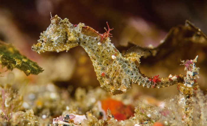 Hippocampus japapigu Short, Smith, Motomura, Harasti & Hamilton, 2018 Hippocampus japapigu Short, Smith, Motomura, Harasti & Hamilton, 2018