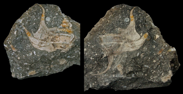Biculteriala gratti Kollmann, 2009; "Gosau Kreide", upper Cretaceous; Pletzach Alm, Kramsach, Tyrol State, Austria; Coll. Herbert Gratt 