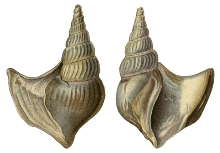 Rostellaria occidentalis reproduced from Beck, 1836, pl. 72 