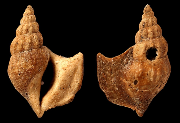 Arrhoges paleocaenica Rosenkrantz 1970; Holotype; Danian, Paleocene; Agatdalen, Central Nuussuaq, Greenland; Coll. Geological Museum, Copenhagen, Denmark no. MMH 10808; Photo Sten Lennart Jacobsen