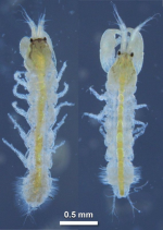 Sinelobus stromatoliticus Rishworth, Perissinotto & Blazewicz, 2018
