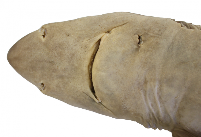 Squalus hawaiiensis Daly-Engel, Koch, Anderson, Cotton & Grubbs, 2018 Squalus hawaiiensis Daly-Engel, Koch, Anderson, Cotton & Grubbs, 2018