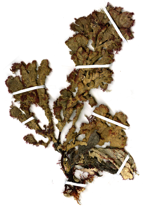 Ptilophora spongiophila G.H.Boo, L.Le Gall, I.K.Hwang, K.A.Miller & S.M.Boo, 2018