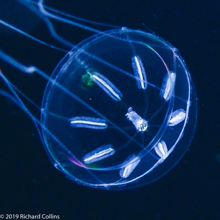 Rhopalonema velatum from Florida, western Atlantic Ocean