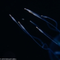 Hydrozoa (hydroids)