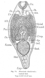 Bivesicula claviformis