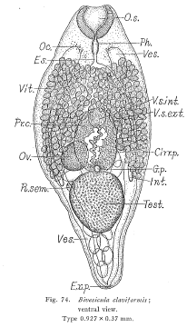 Bivesicula claviformis Bivesicula claviformis